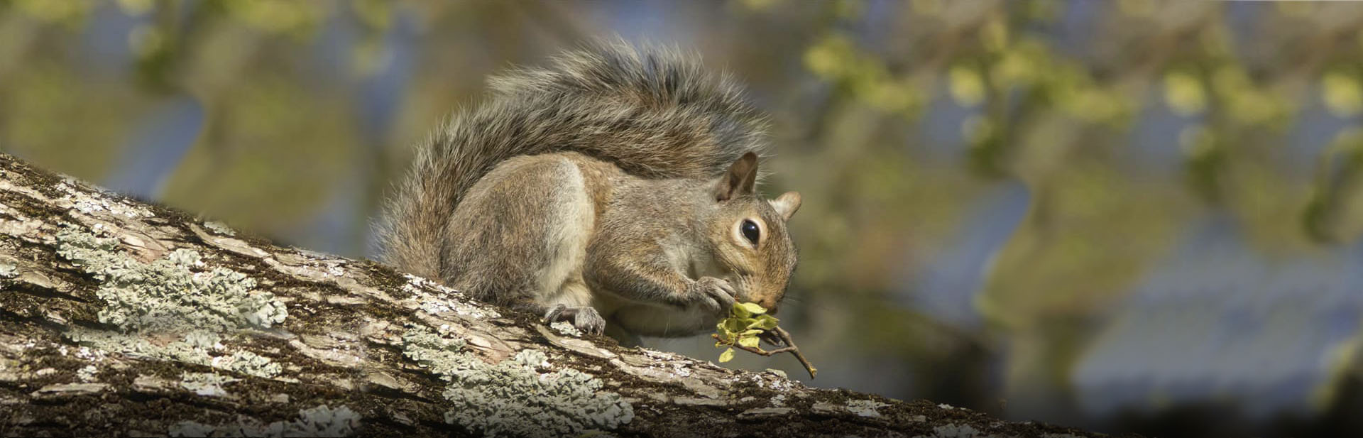 Squirrel Hunting Kentucky Department of Fish & Wildlife